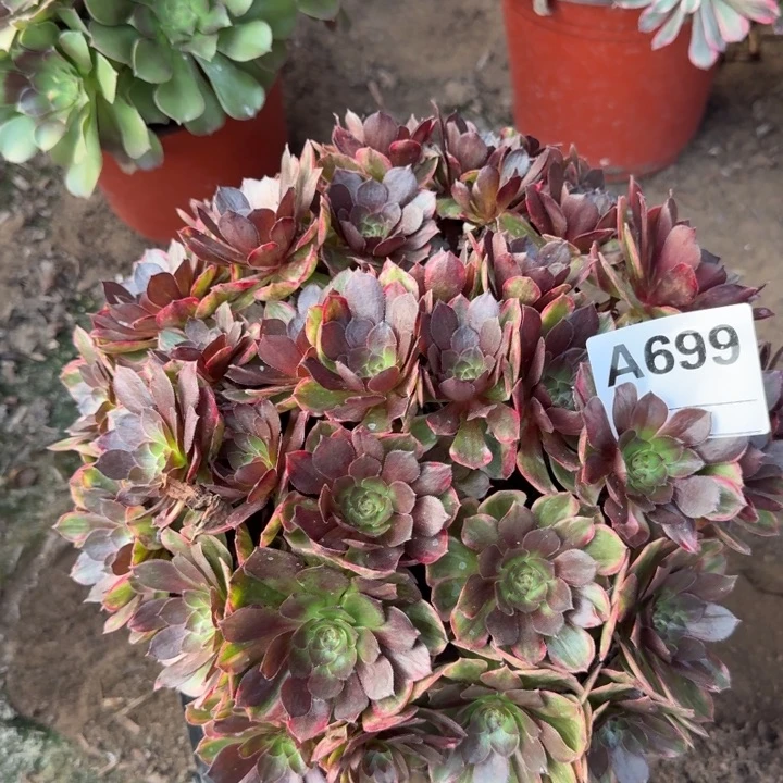 万七彩多肉699号法师多肉