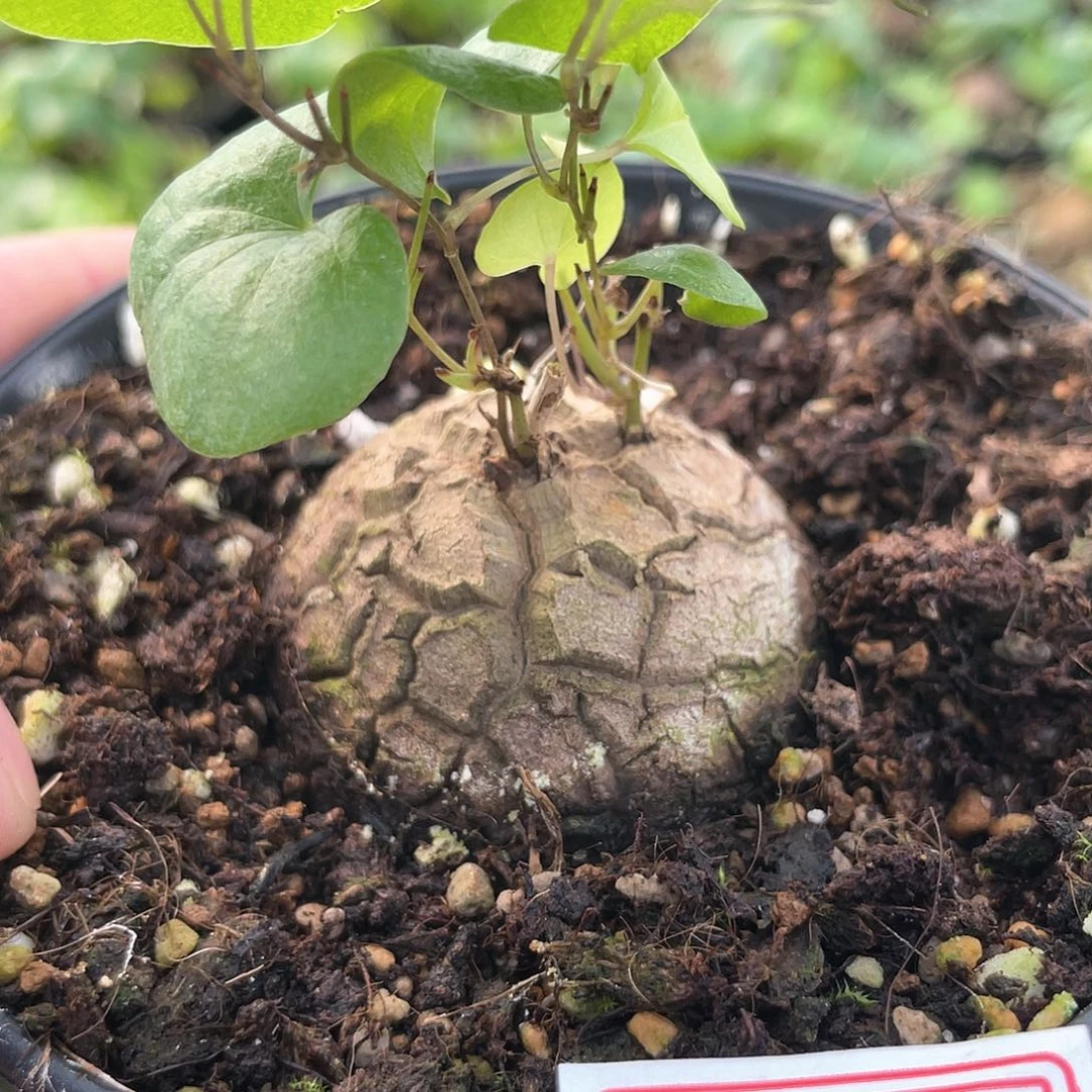 龟甲龙一物一拍082号4.5cm