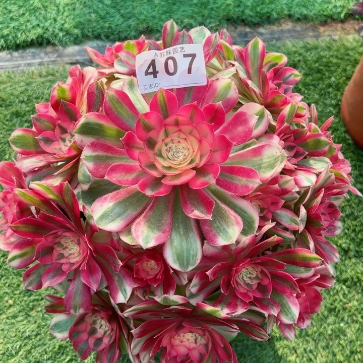 完全开放407倾城法师