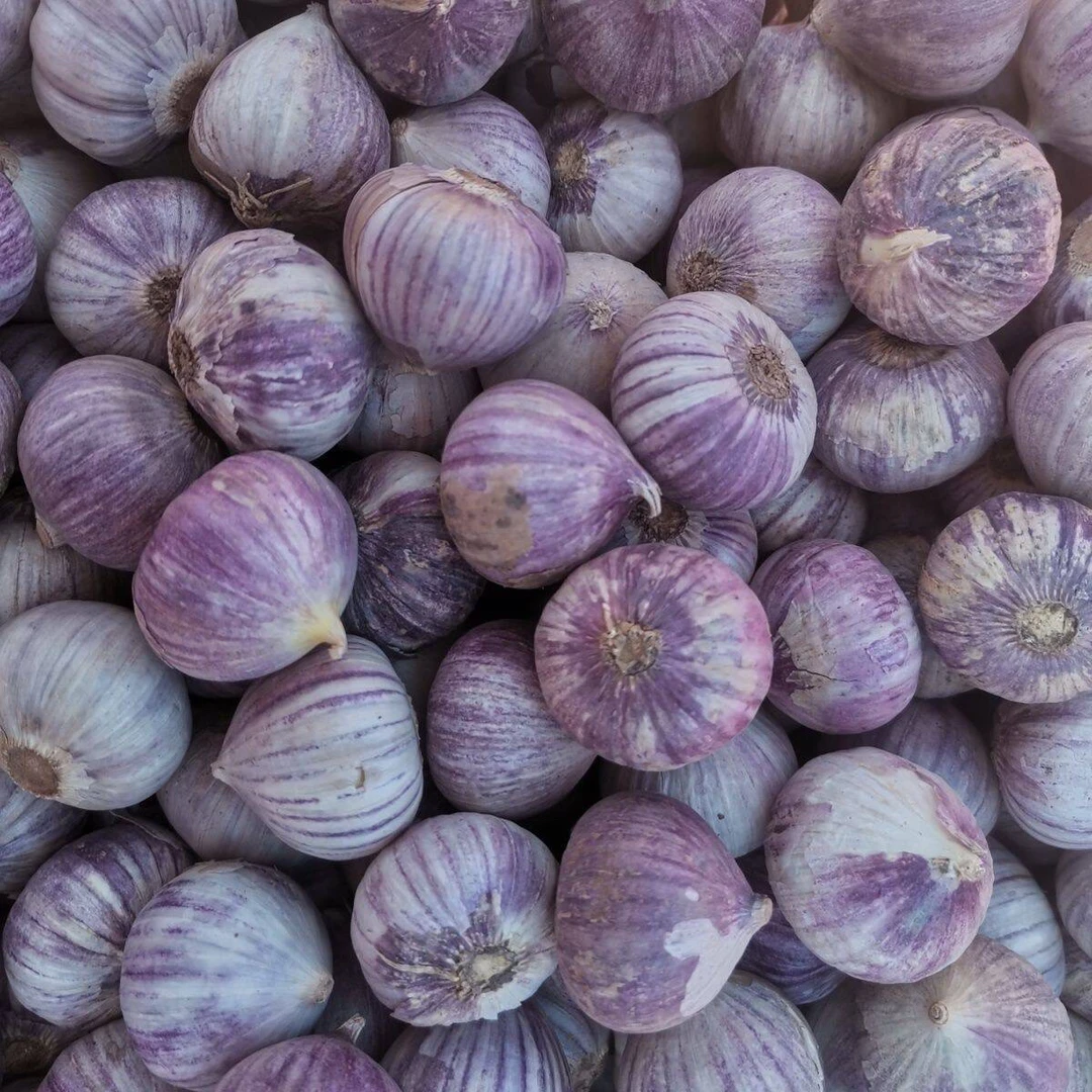 （拉拉）紫皮独头新鲜干蒜香辣饱满