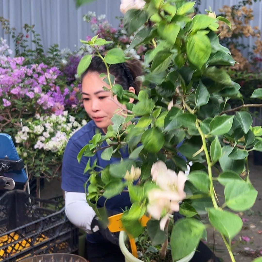 皮****大部分花苞少量开放J57暗丽