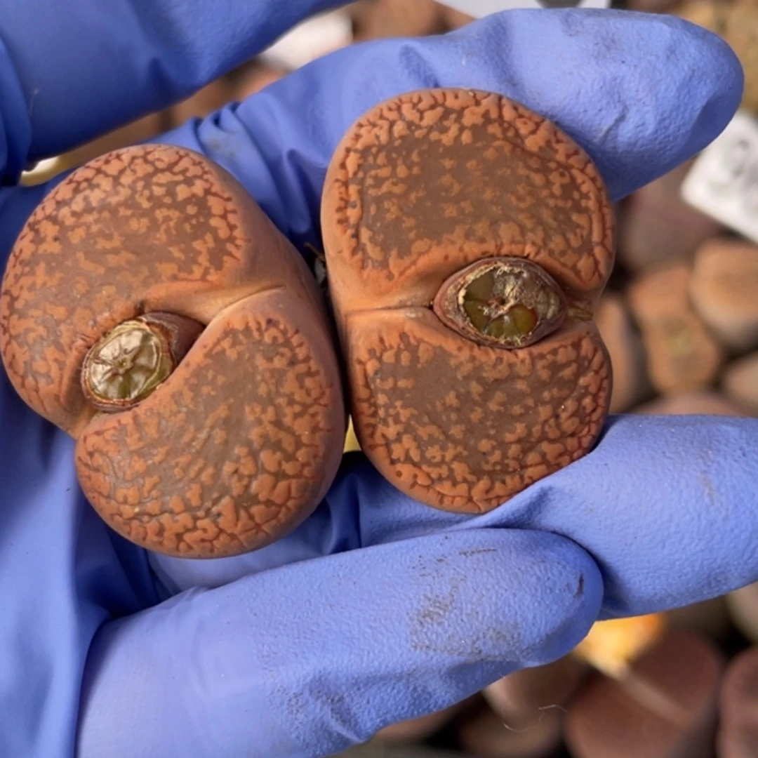 非偏远满20包邮988