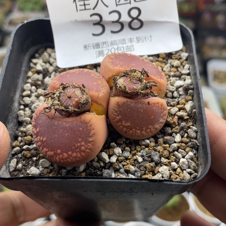 佳人园艺上福利啦日轮338