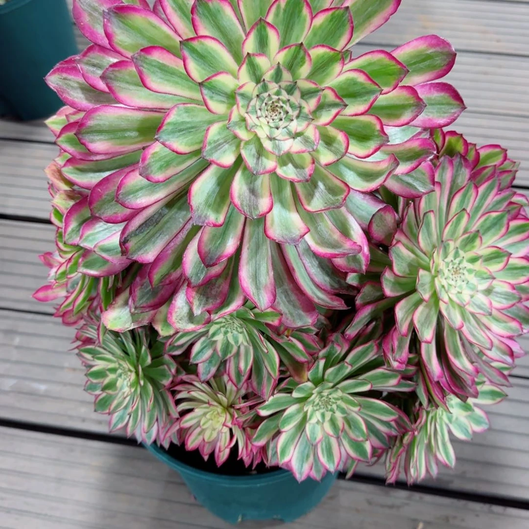 多肉植物发货发货