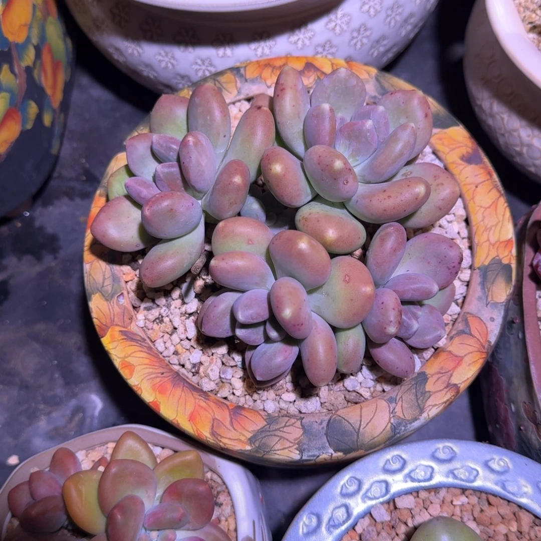 刚果奶 4头 一物一拍
