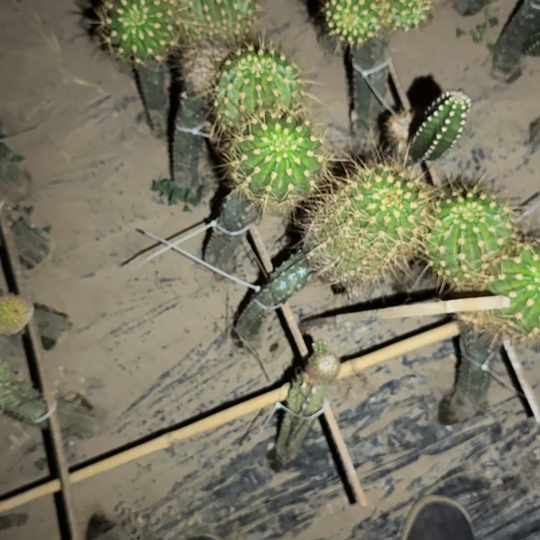 推***雨大仙女5个大侧芽冠服10公分歪头仙人球