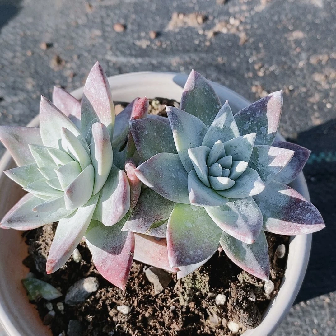 【闪购商品】哈哈哈大花朵多肉2107