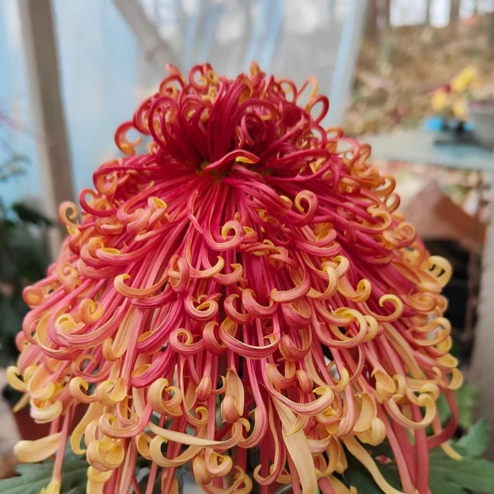 【盘龙舞凤】菊花盆栽带花苞发货大花特色花卉绿植