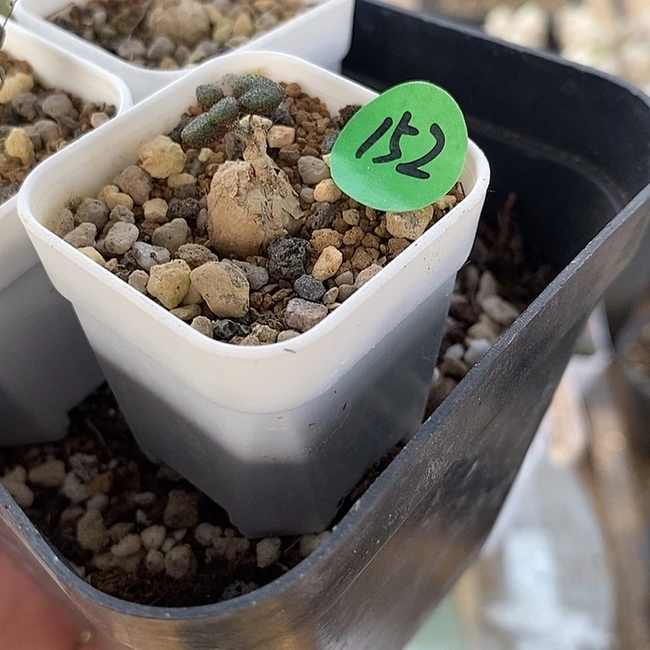 152折枝奇峰锦一一一一一一一