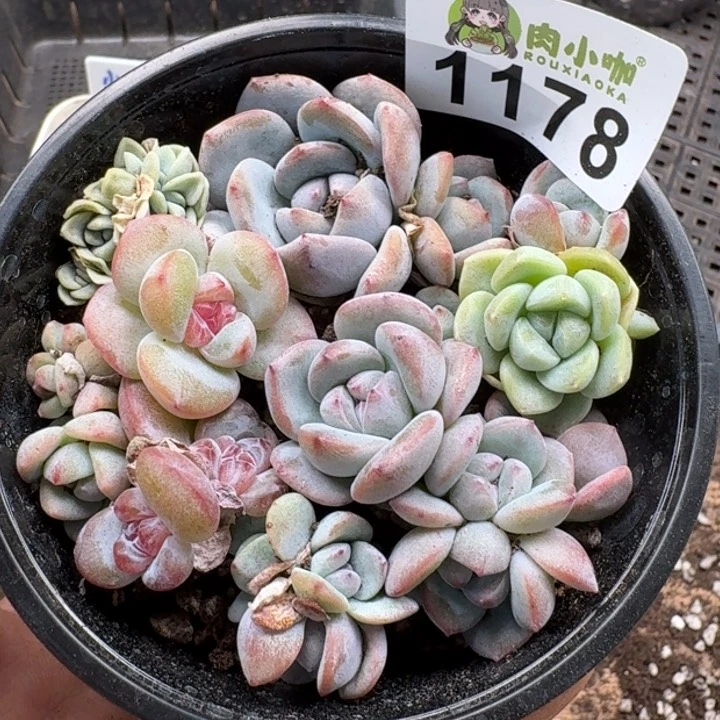 多肉植物多肉植物