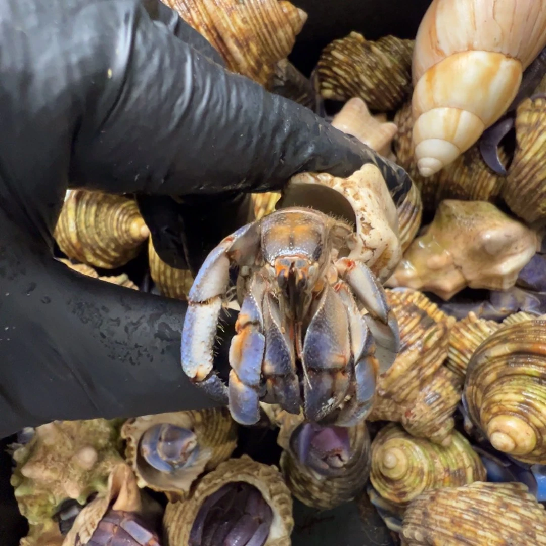 紫陆2.51口径特惠