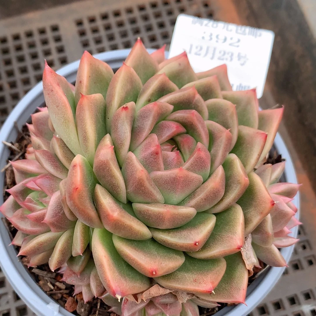 【闪购商品】云392号杂交