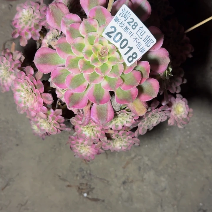 20018同白多肉植物
