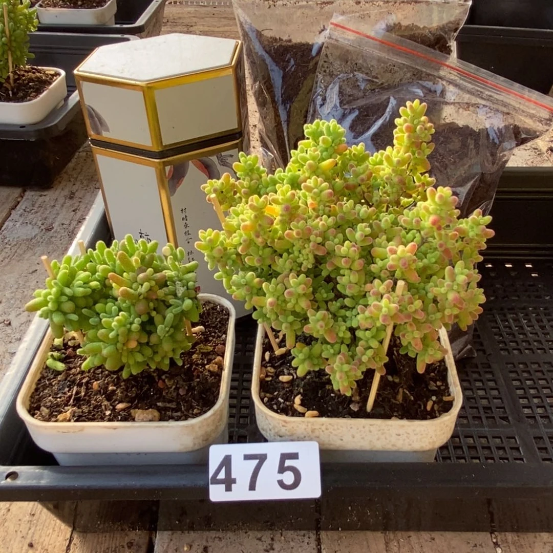 枝干番杏多肉植物475