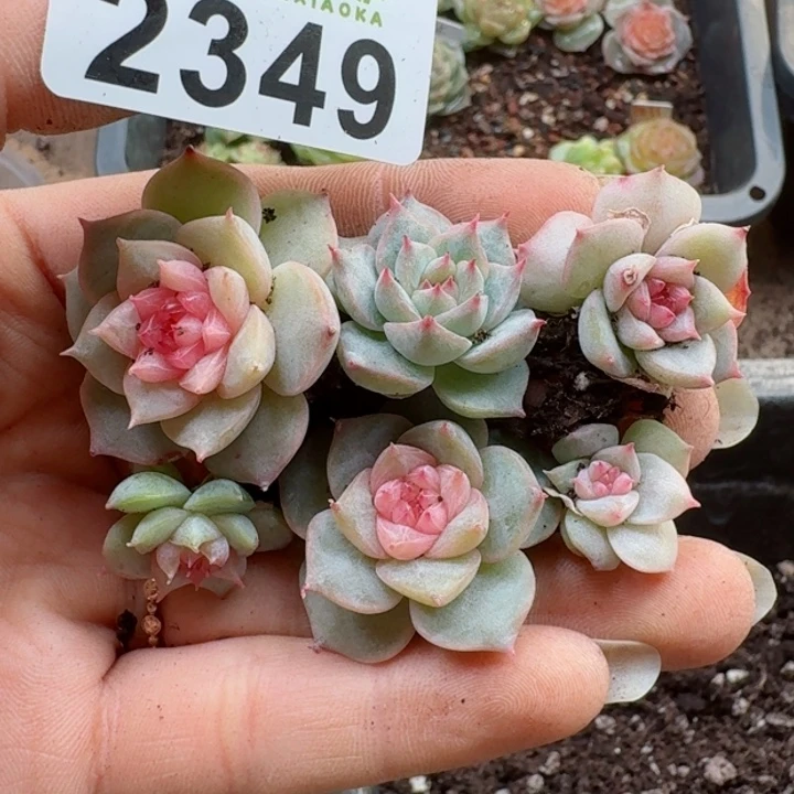 多肉植物多肉植物