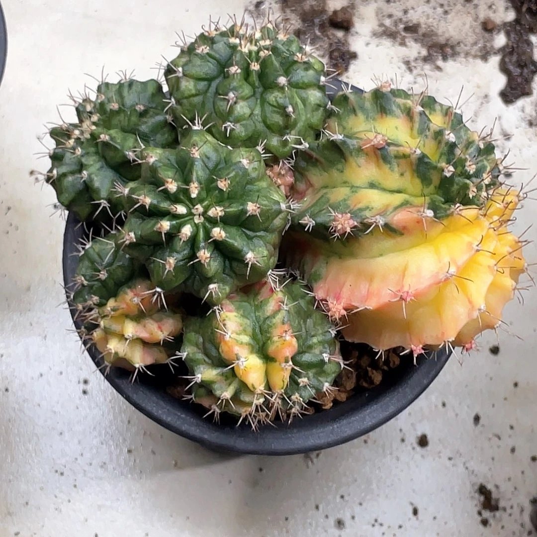 当前无花朵，栽培后可花朵