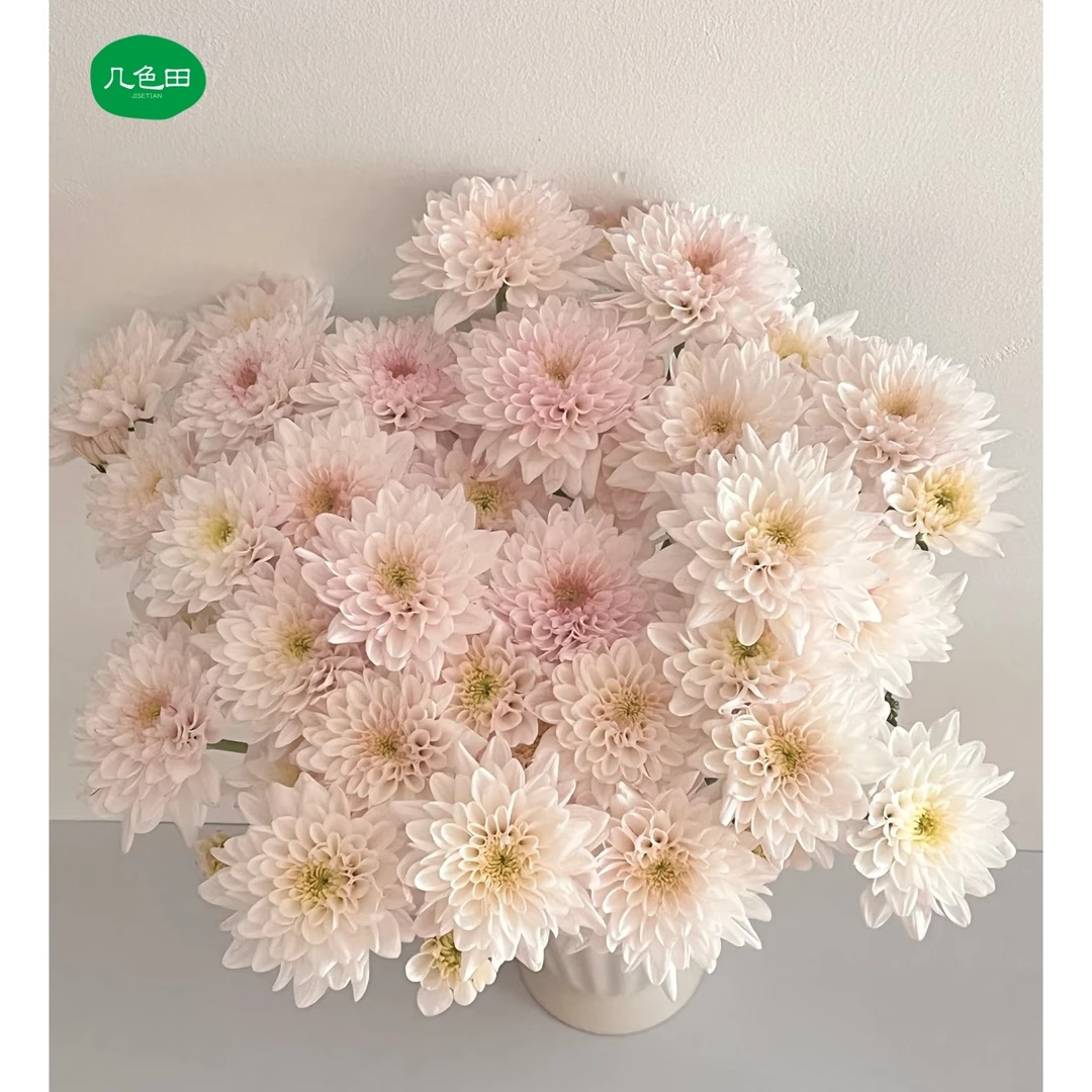 奶油蛋糕----小菊云南直发鲜花云南花插花鲜花