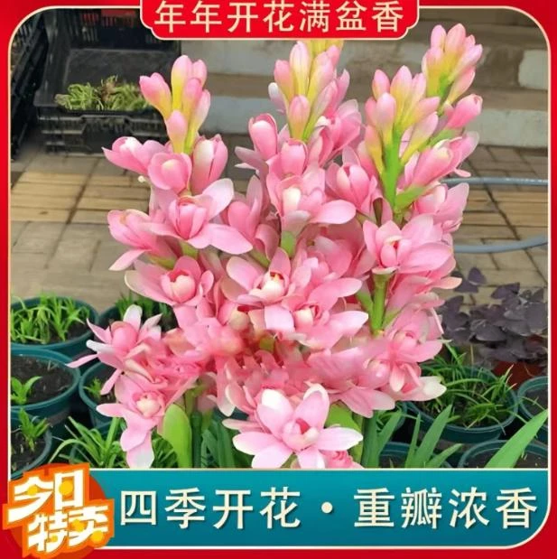 【晚香玉种球】晚香玉种球四季种植家庭小院盆栽阳台种植