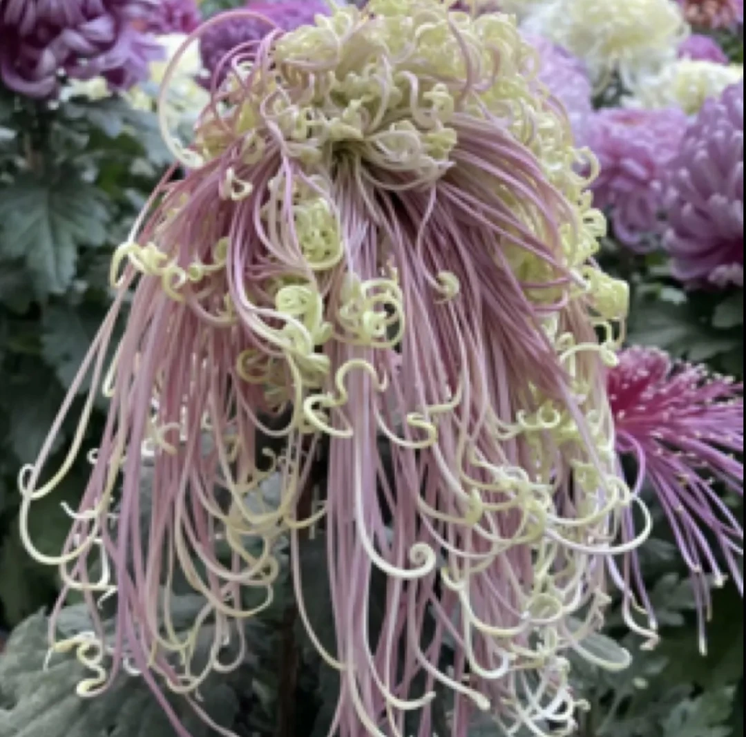 【盘龙卓越】大丝菊菊花盆栽大花多年生耐寒好养绿植花卉带花苞发货