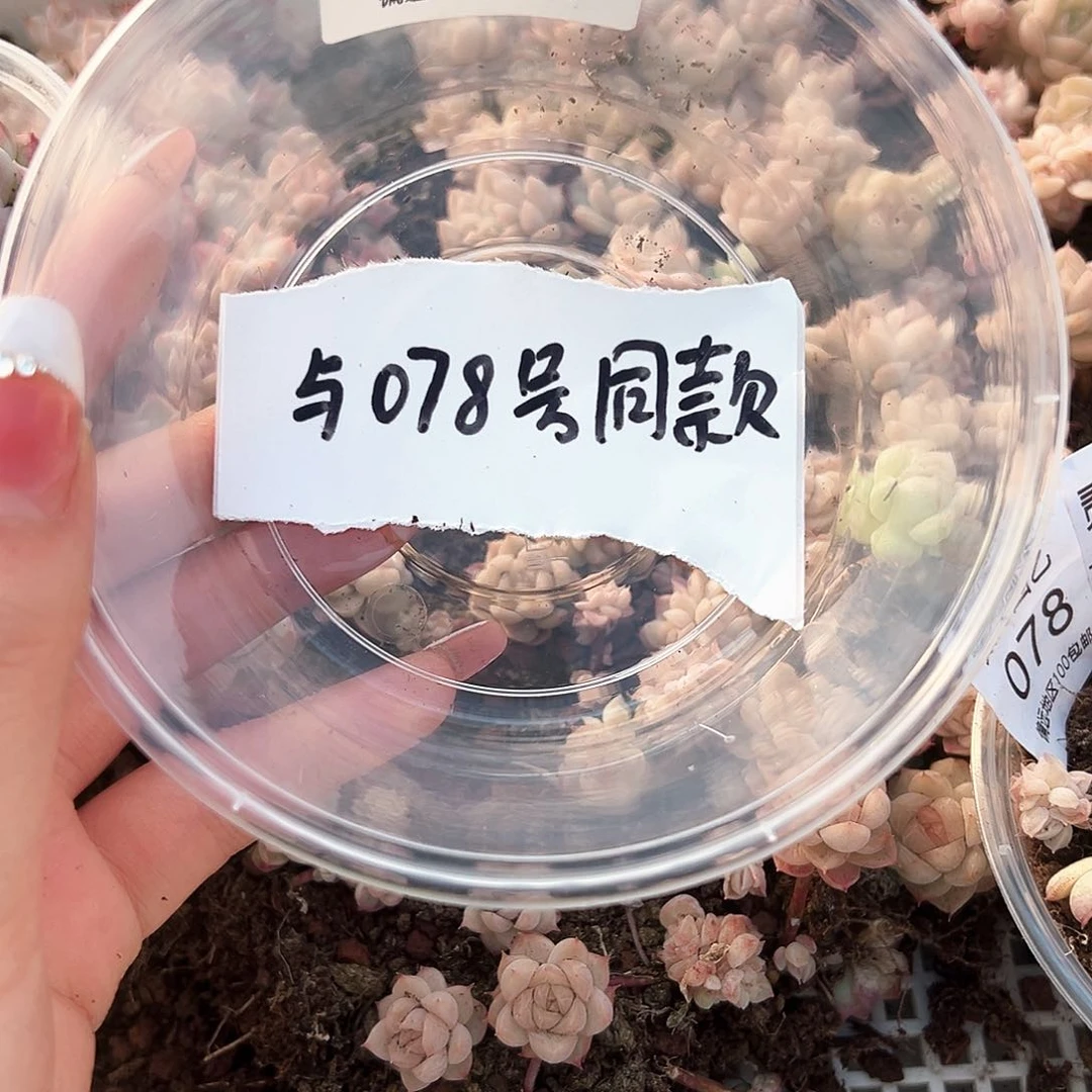 归*贰月园艺一物一拍078同款002