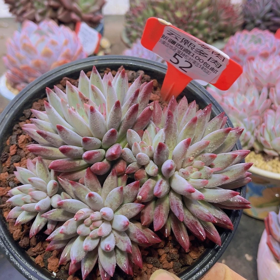 0052虞美人多肉植物