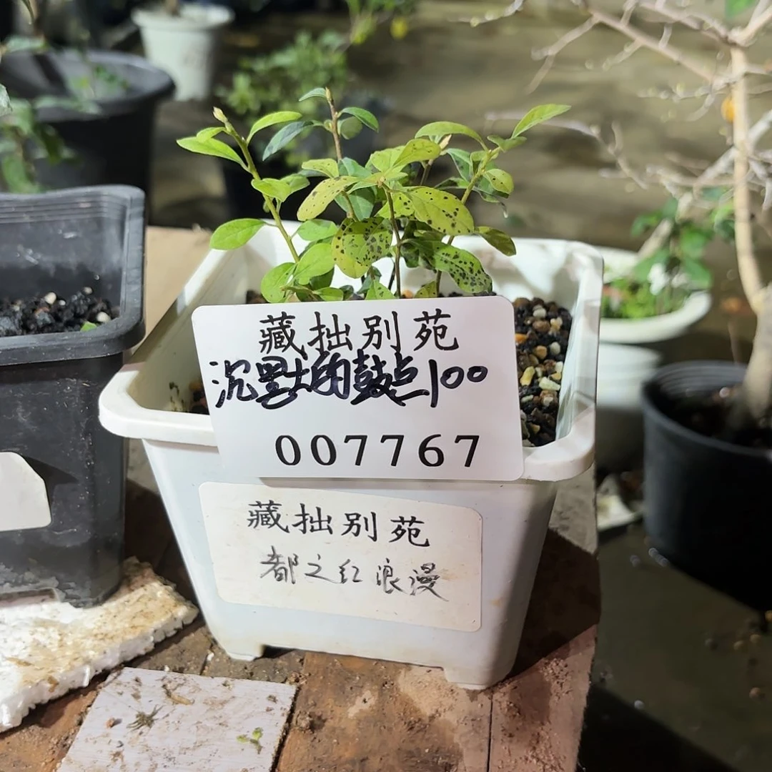 沉***点都之红浪漫