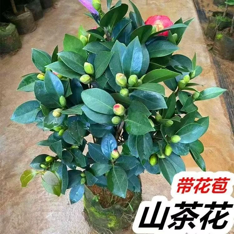 精品大红茶花花卉绿植四季常青茶花带花苞年宵花阳台庭院原土发货