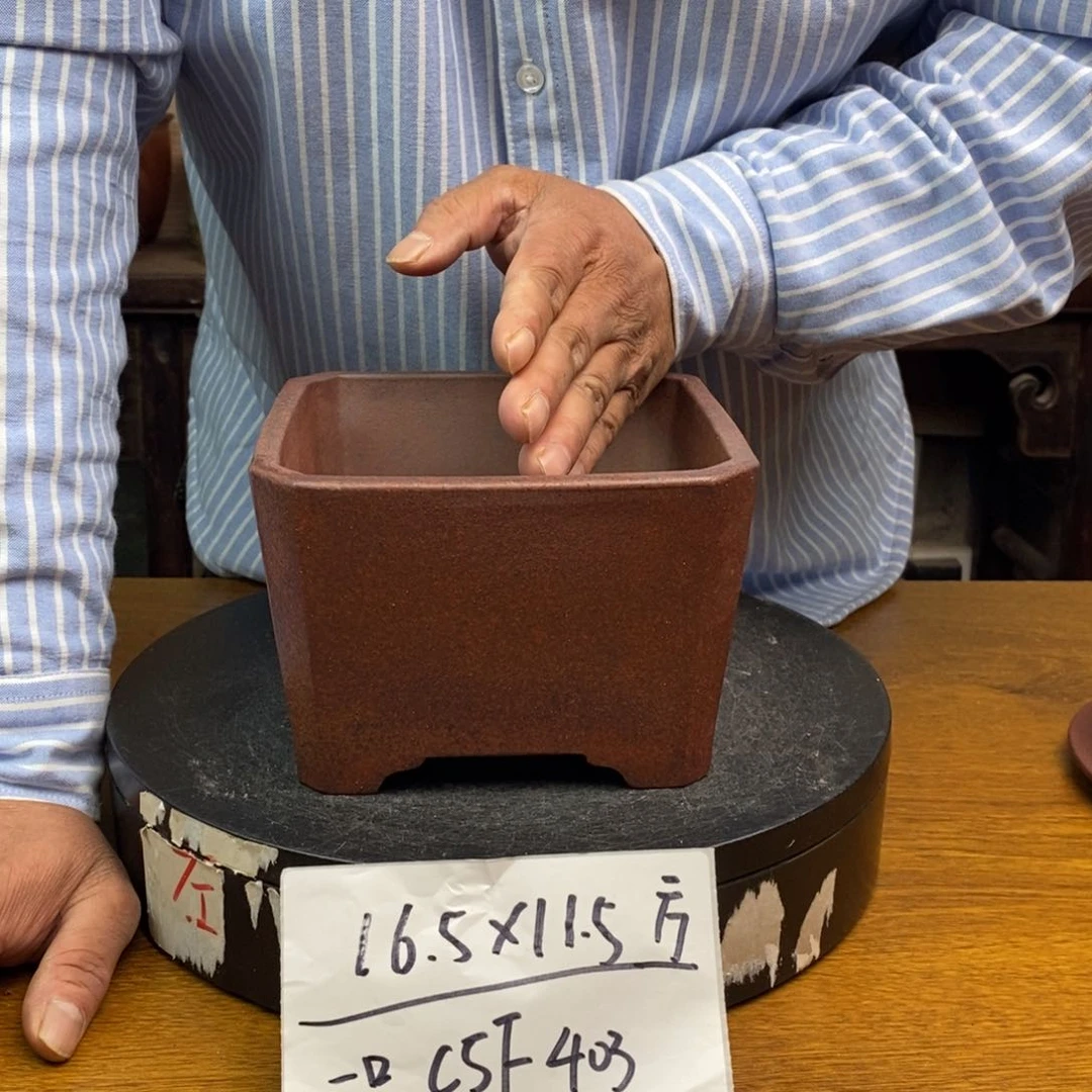 红陶货号一只CSF403