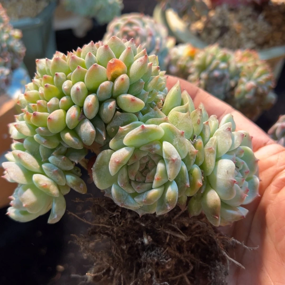 新年快乐啊宝宝们加油888888