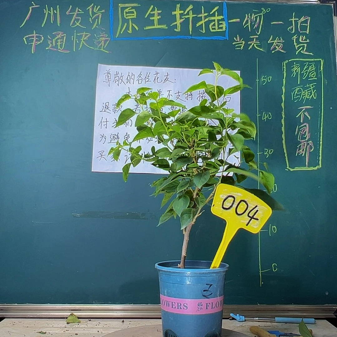 当前无花栽培后可以开花暗斑五宝004