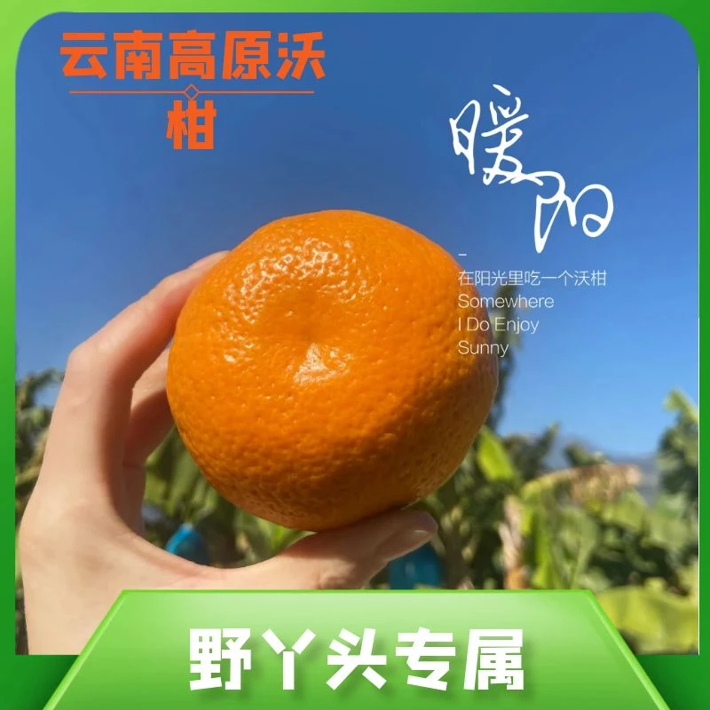 【野丫头专属】云南高原沃柑果园新鲜发货皮薄多汁