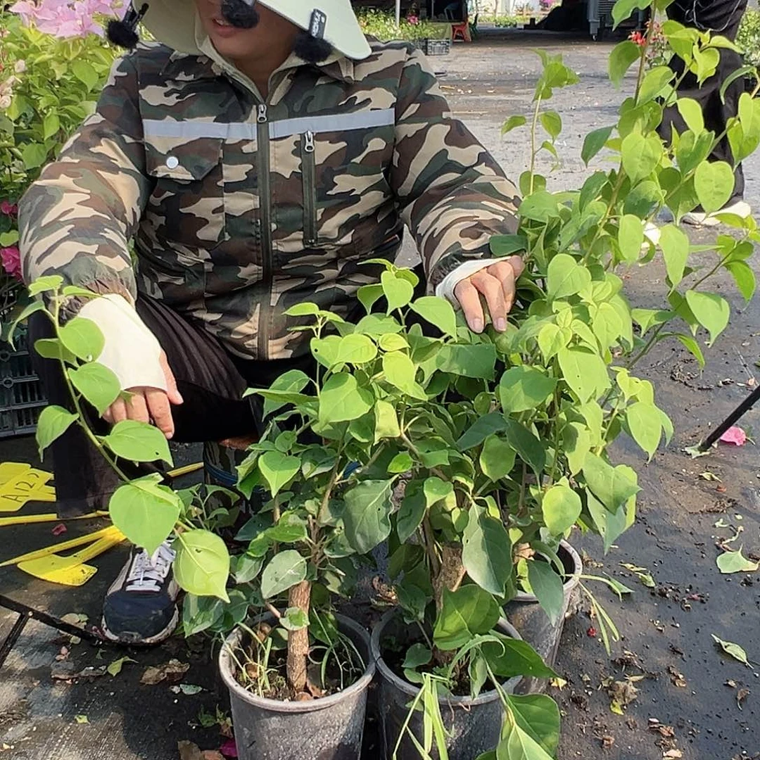 当前无花栽培后可以开花A83原生小桩一棵