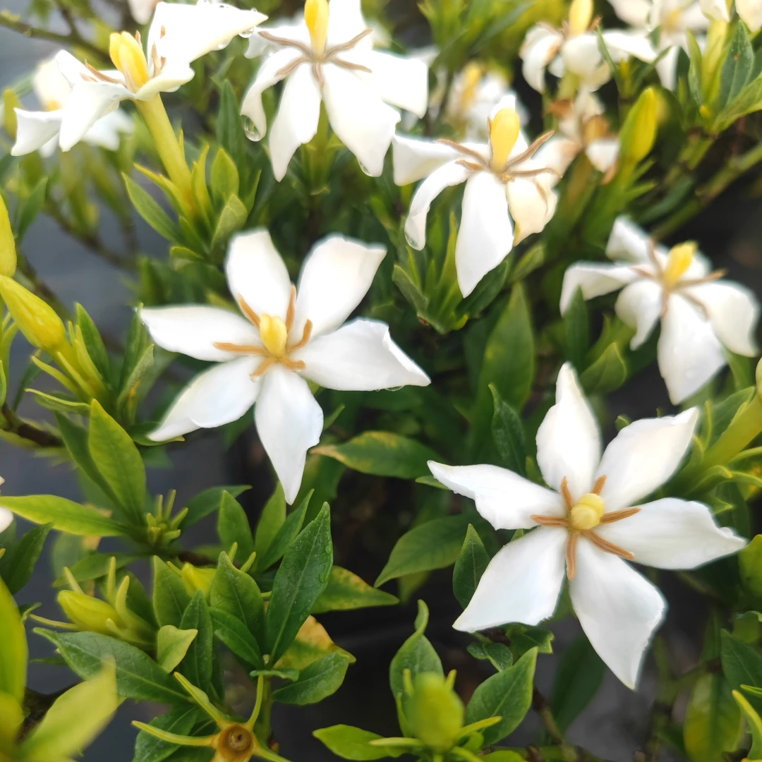 喜黛玉老桩栀子花季常青花园阳台茶桌盆景老桩办公桌客厅盆栽植物