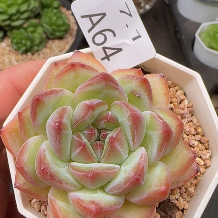 陈*嘻暗纹珍妮单头一颗