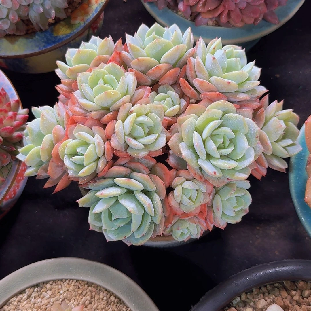 恋曲多肉一物一拍