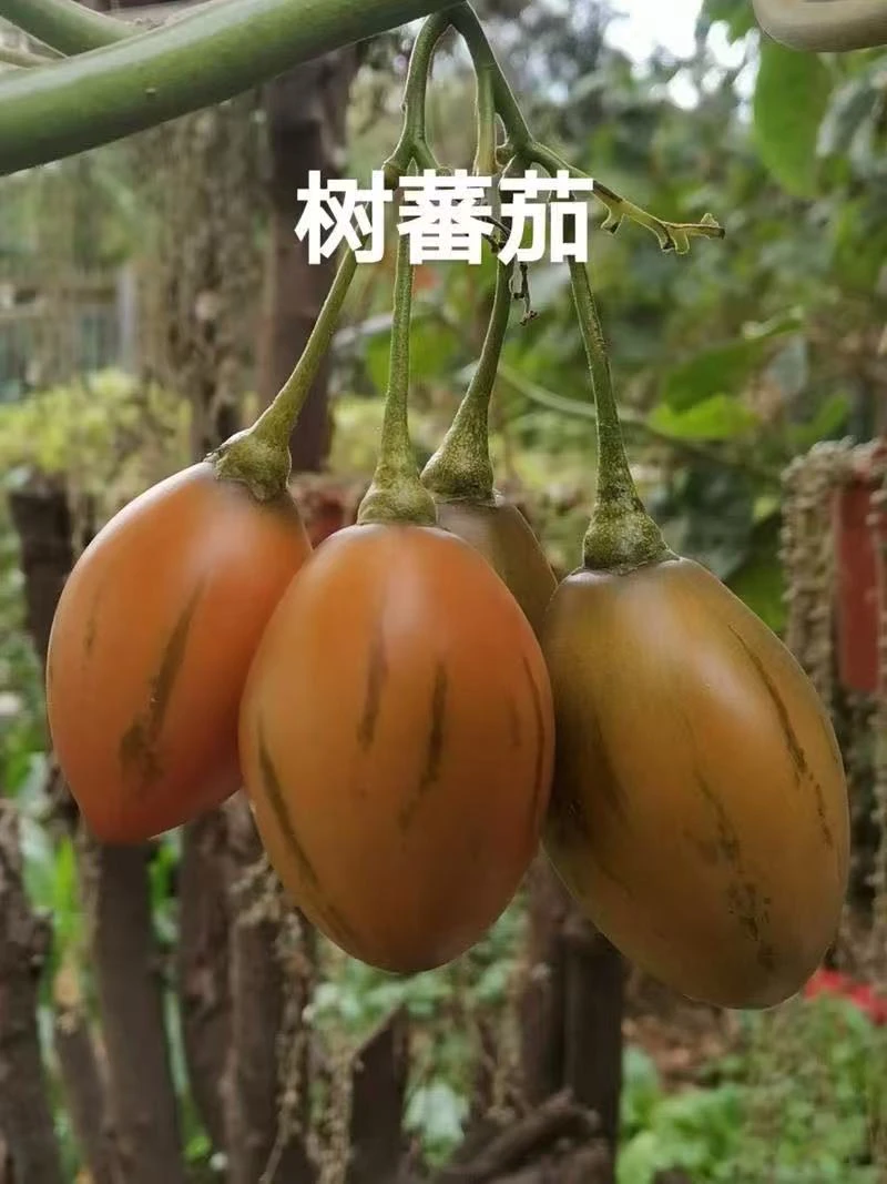 云南德宏新鲜树番茄