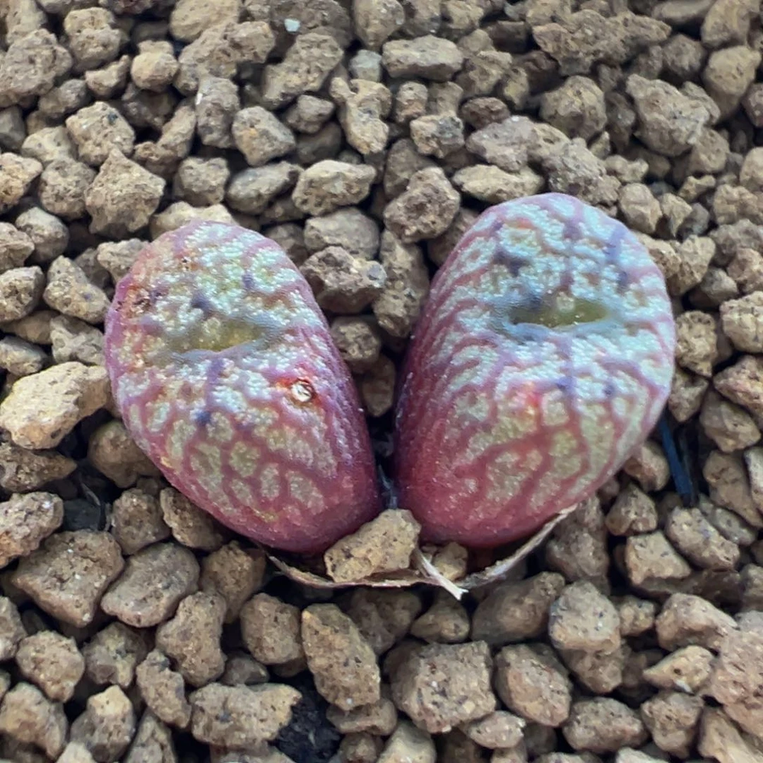 23多肉植物百科铜壶