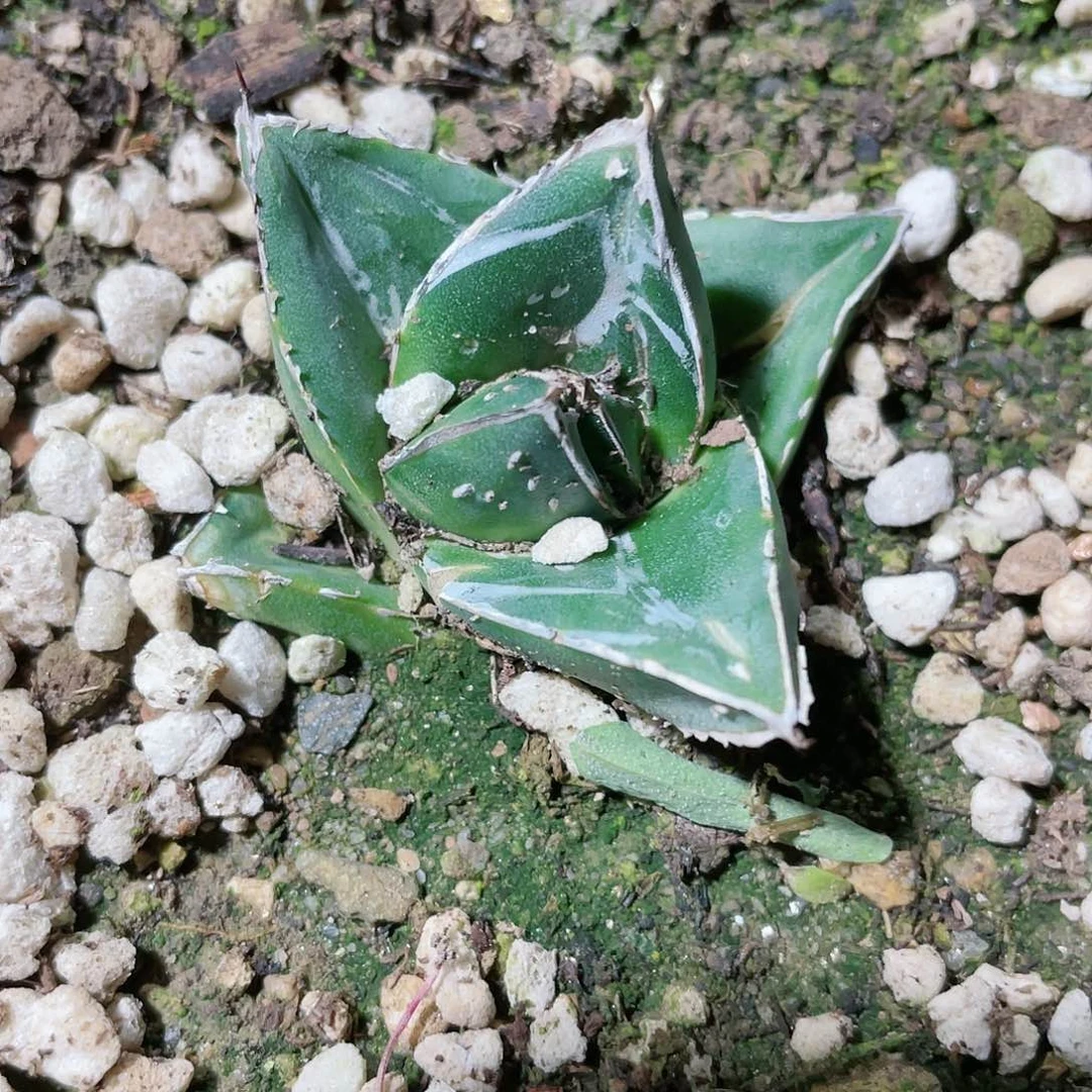 难**逢原始辉山小苗龙舌兰包邮