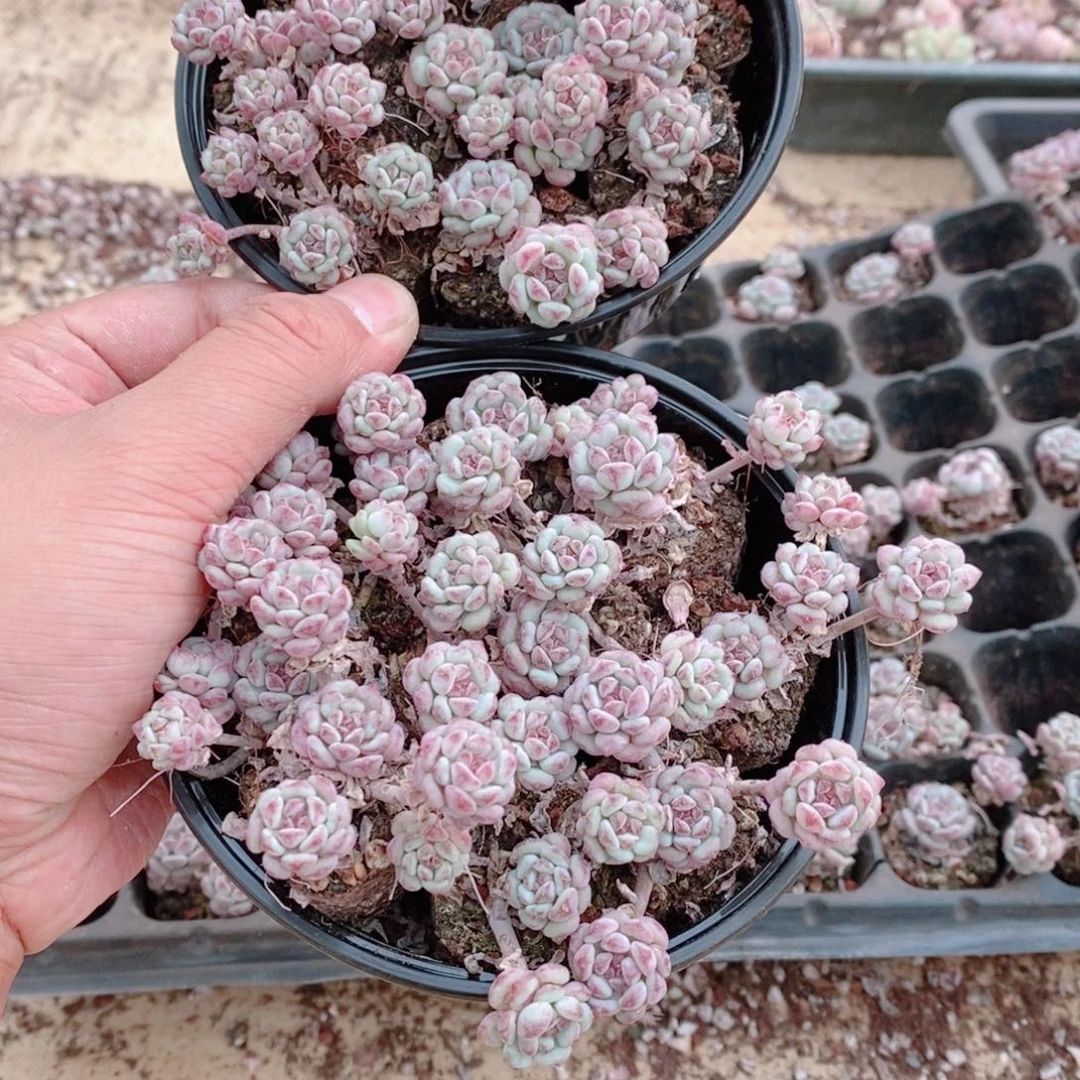 多肉植物精品切糕B412