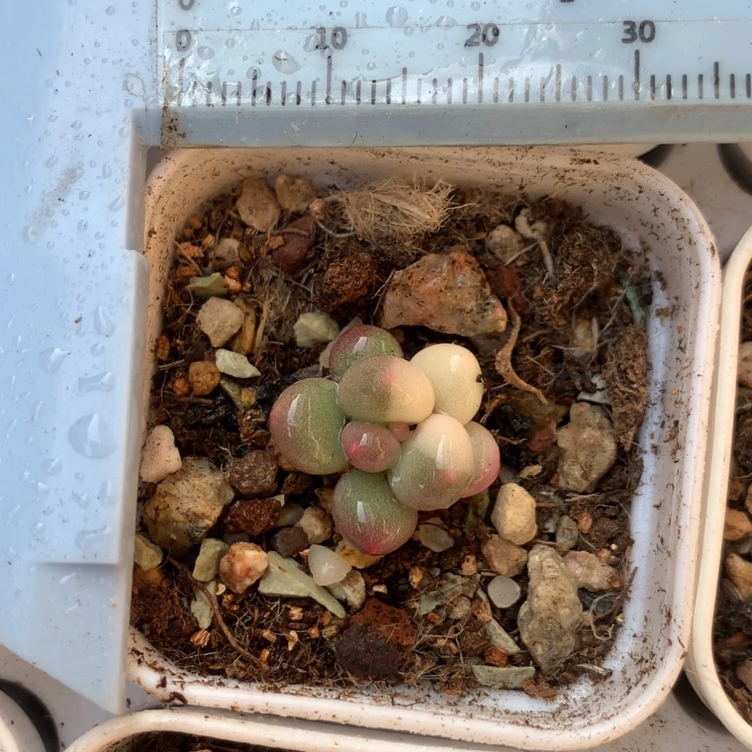 奶酪锦 小书肉奶酪多肉