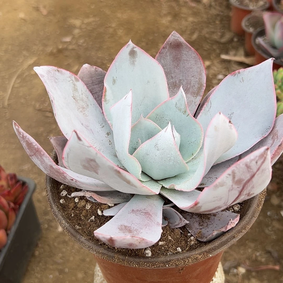 多肉植物多肉植物