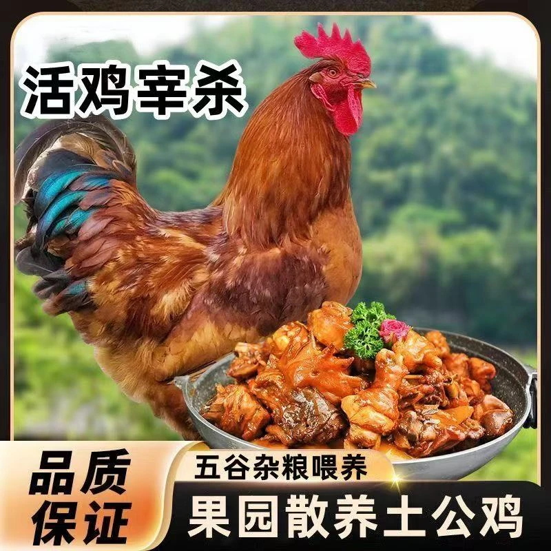 （2只农家散养大公鸡）新鲜现杀土鸡走地鸡新鲜青脚麻公鸡炒公鸡