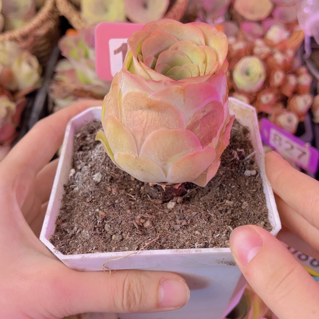 单品一物一拍120号