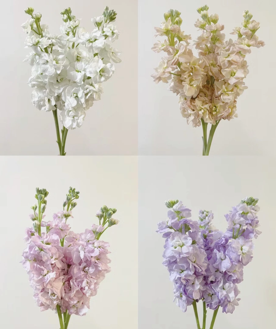 （曼）  不选品种草花1扎 鲜花任意满2单包邮