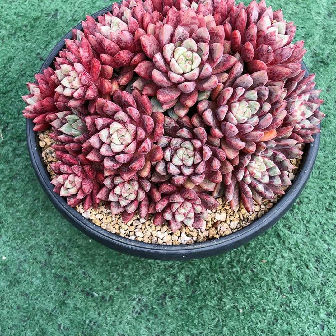 雪燕11111111111111