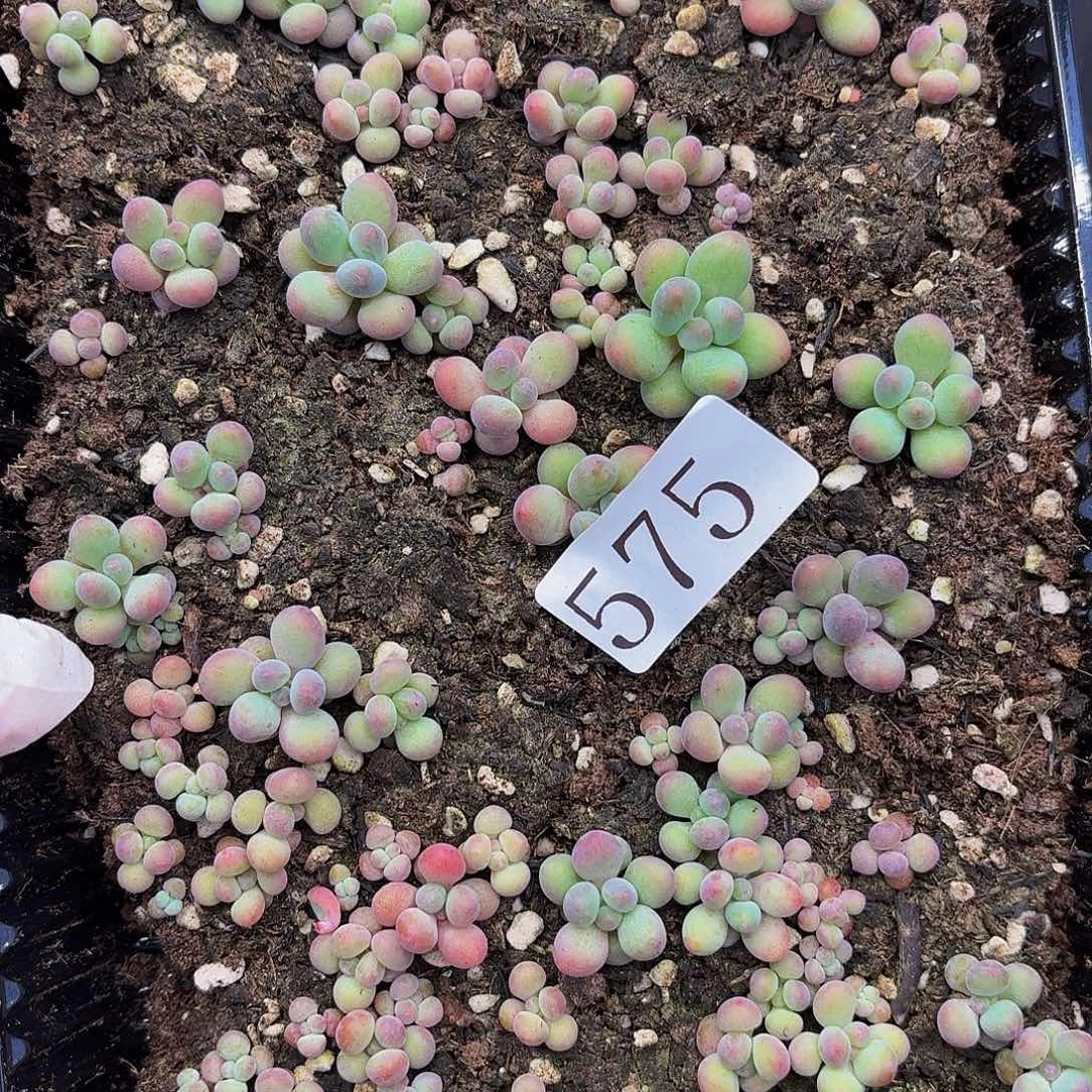 多肉植物多肉植物575