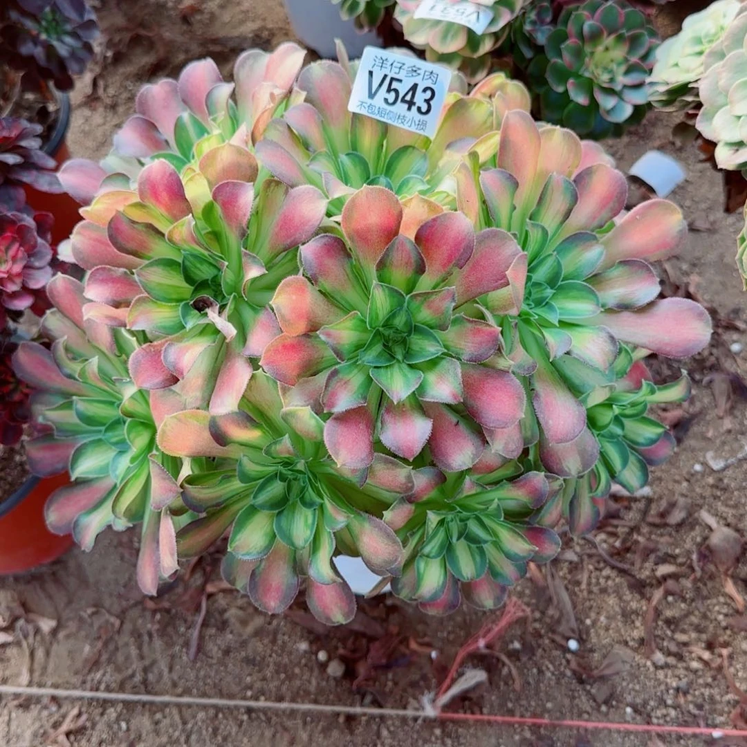 韶华法师543冠幅26