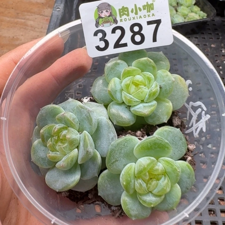 泡***x多肉植物多肉植物