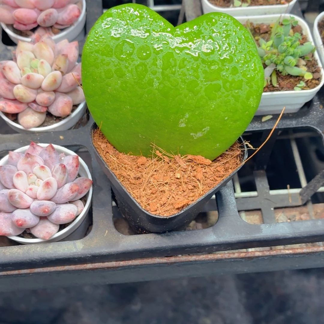 一片心多肉9.9包邮发货