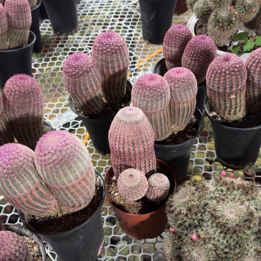 双头 实生 随机一棵